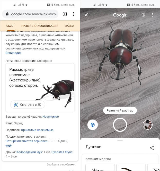 How to watch beetles, butterflies and other insects in 3D on Google